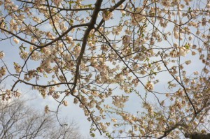 街路樹にも花がつき始めました